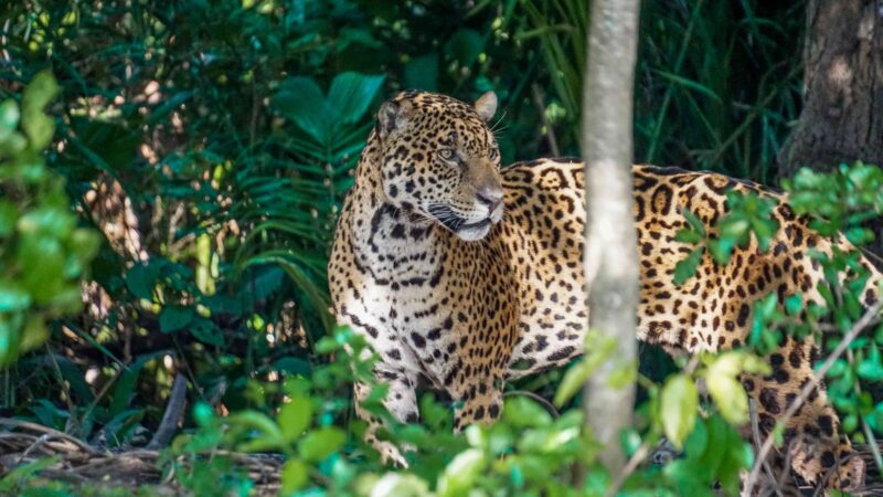 Pantanal: Uma Aventura Turística Única