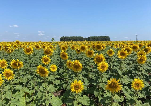 Destino Fotográfico Natural: Fazenda Cinco Estrelas Floresce com Girassóis