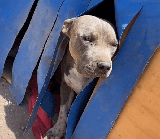 Cachorrinho ganha casa com ar-condicionado e agora não quer sair