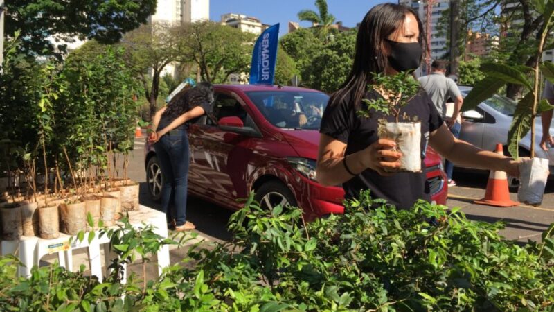 Dia da Árvore: Campo Grande celebra data como referência mundial em preservação das florestas urbanas