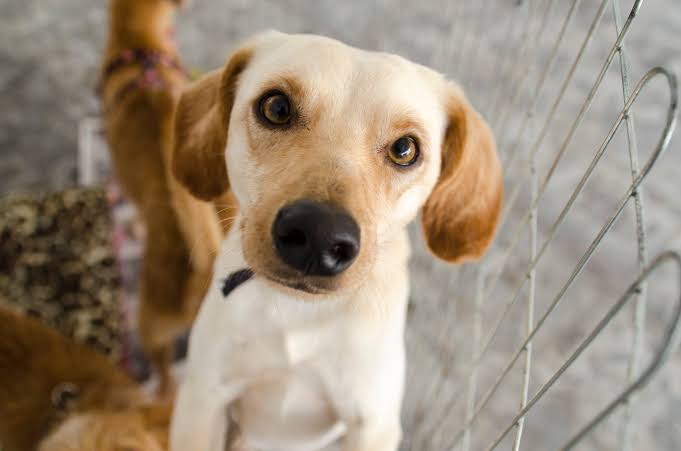 Prefeitura realiza feira de adoção de pets neste domingo (08)