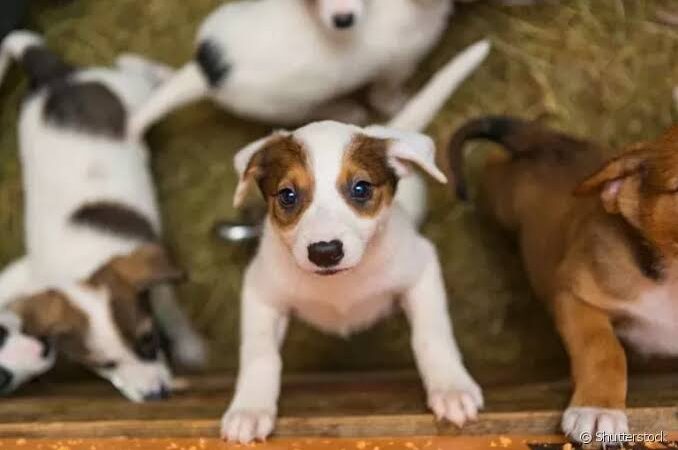 Feira de Adoção em Campo Grande Proporciona Lar para 70 Filhotes de Cães e Gatos