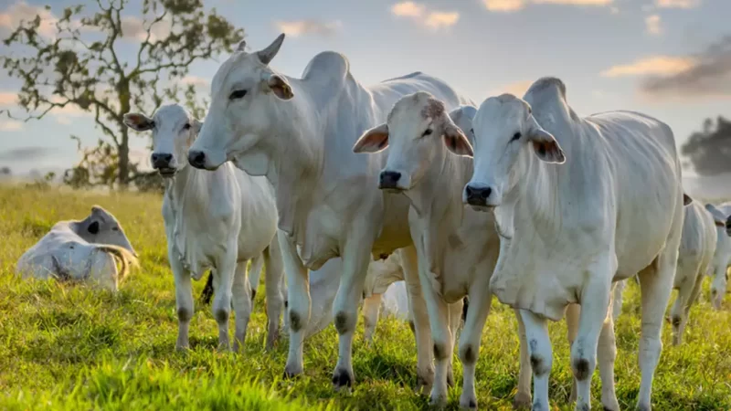 Pecuaristas de MS Seguem Calendário para Controle de Verminoses