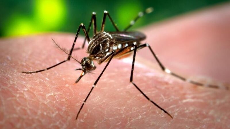 Dengue: Boletim Confirma Mais Duas Mortes em Mato Grosso do Sul