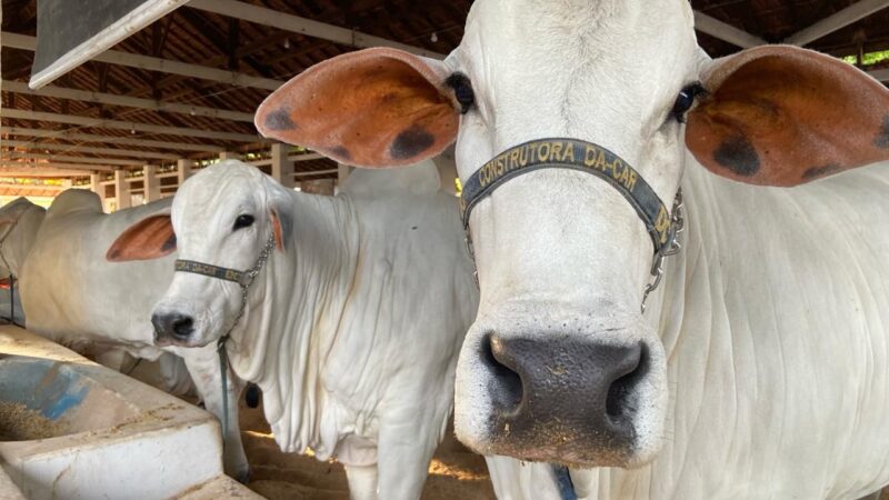 Expogrande 2024: Novidades e Expectativas na Maior Exposição Agropecuária de MS