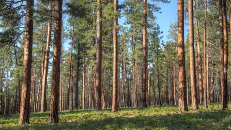 Governo Federal sanciona lei que exonera silvicultura de licenciamento ambiental