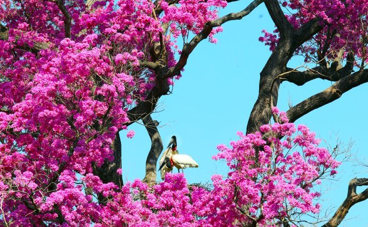 Pantanal Sul-mato-grossense se revela um gigante cheio de vida