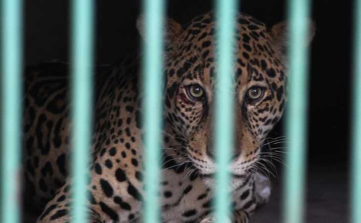 Após resgate no Pantanal, onça pintada se alimenta e está em recuperação no CRAS