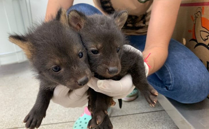 Três animais silvestres são resgatados e encaminhados ao Hospital Ayty do Imasul