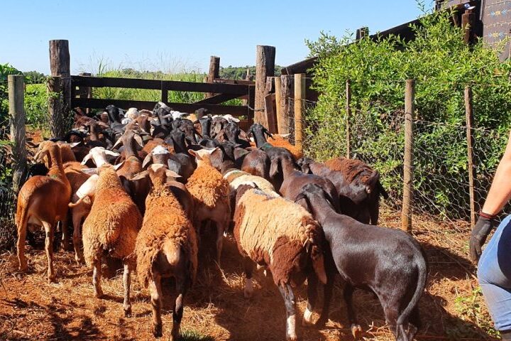 Produtores de ovinos e caprinos terão prazo de um ano para regularizar rebanhos junto a Iagro sem multas