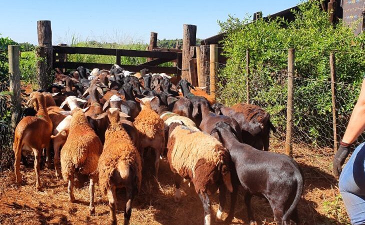 Produtores de ovinos e caprinos terão prazo de um ano para regularizar rebanhos junto a Iagro sem multas