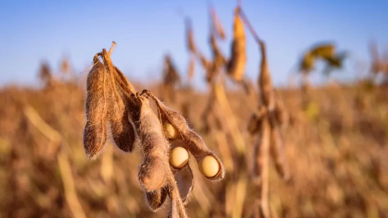 Mato Grosso do Sul colheu 14,6 milhões de toneladas de soja na safra de 2025