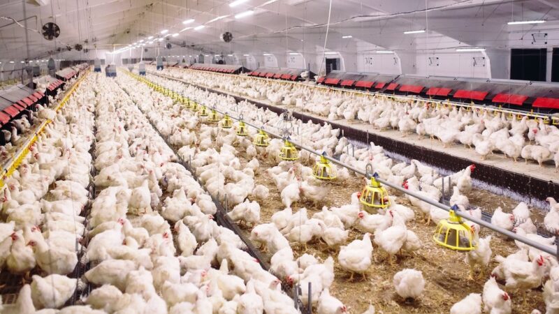 Alerta de gripe aviária preocupa produtores e impacta exportações no MS