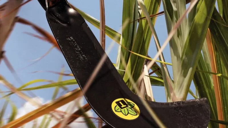 Conselheira Tutelar Sofre Tentativa de Homicídio em Bela Vista (MS)