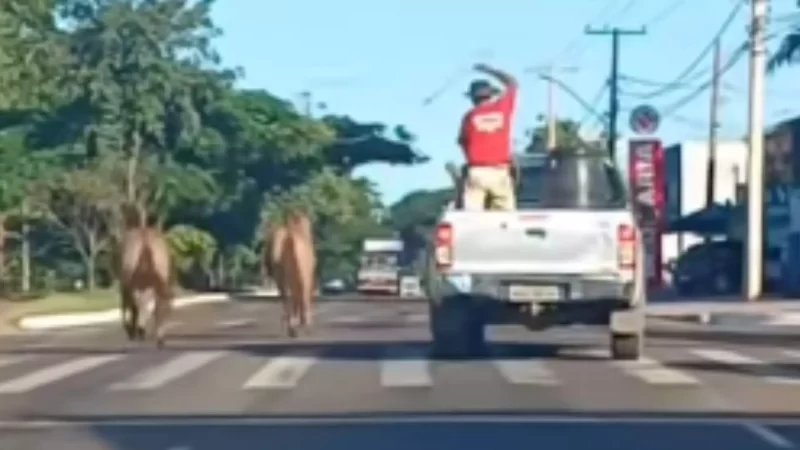 Isso é meu Mato Grosso do Sul! Homem tenta laçar cavalos soltos na avenida principal do bairro Rita Vieira em Campo Grande