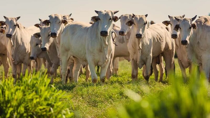 Produtores rurais de MS têm até 2 de junho para entregar a Declaração de Rebanho 2025