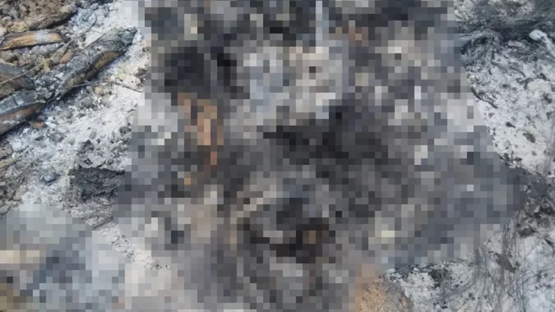 Corpos de mulher e bebê são encontrados carbonizados em área de mata em Campo Grande