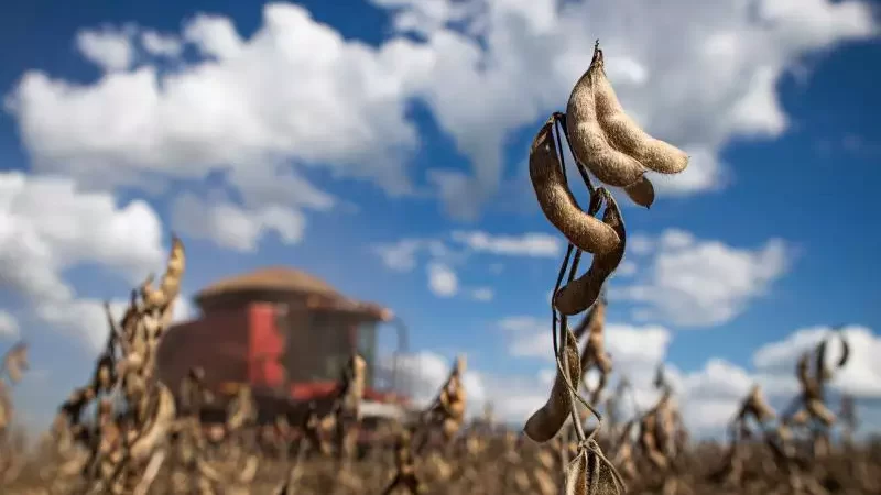 MS deve colher a 2ª maior safra de soja da história, mesmo com perdas por estiagem