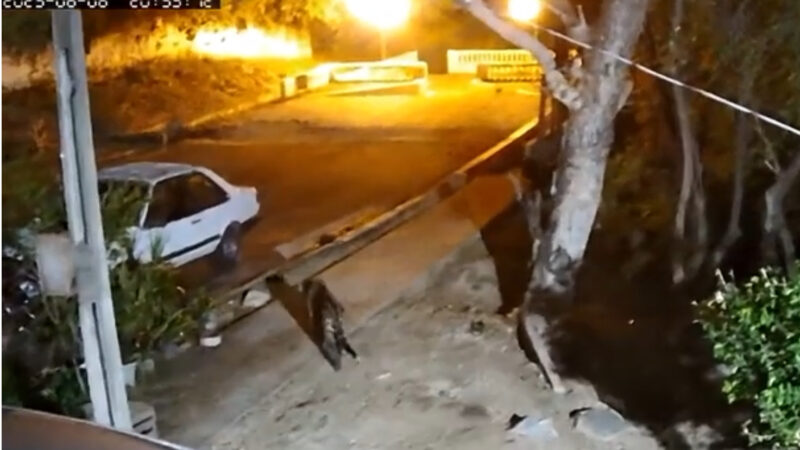 Onça-pintada volta a rondar bairro Generoso e moradores vivem sob toque de recolher em Corumbá