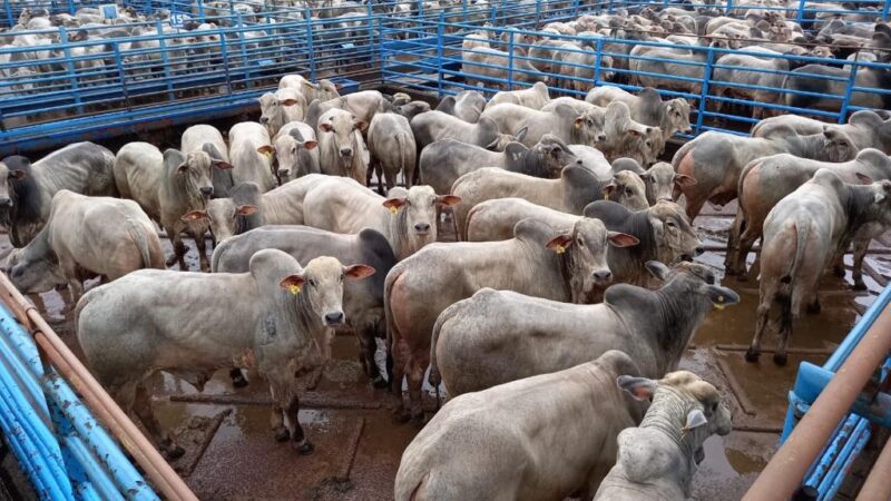 MS amplia abate de bovinos no 1º trimestre de 2025 e contribui para alta nacional