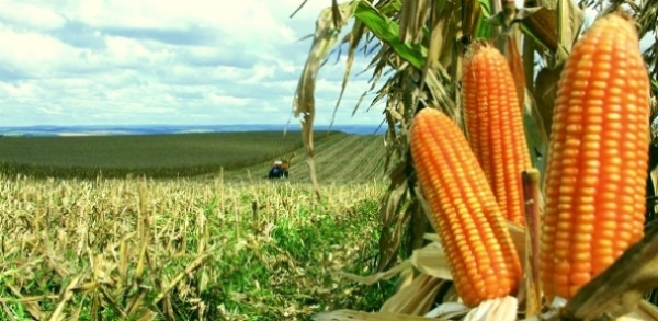 Colheita do milho 2ª safra avança em MS, com 79% das lavouras em boas condições