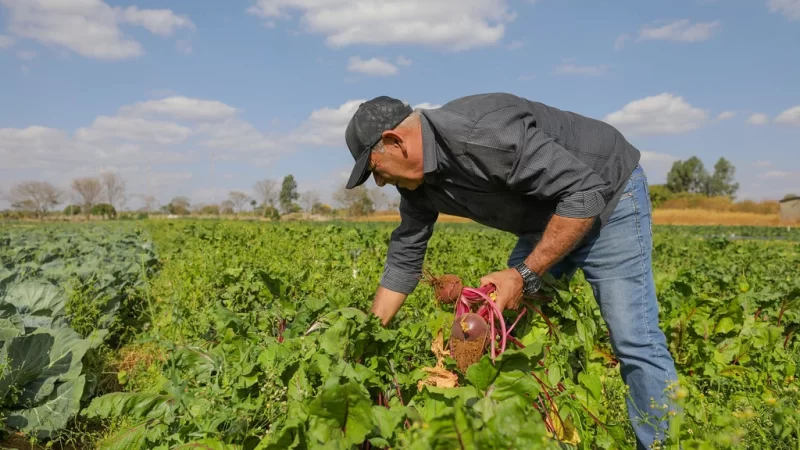 Plano Safra 2025/26 terá R$ 516,2 bilhões, mas juros sobem até 14% ao ano