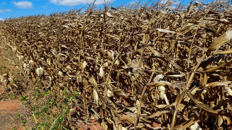 Atraso na colheita e geadas desafiam safrinha de milho em MS, mas produção deve crescer 20%