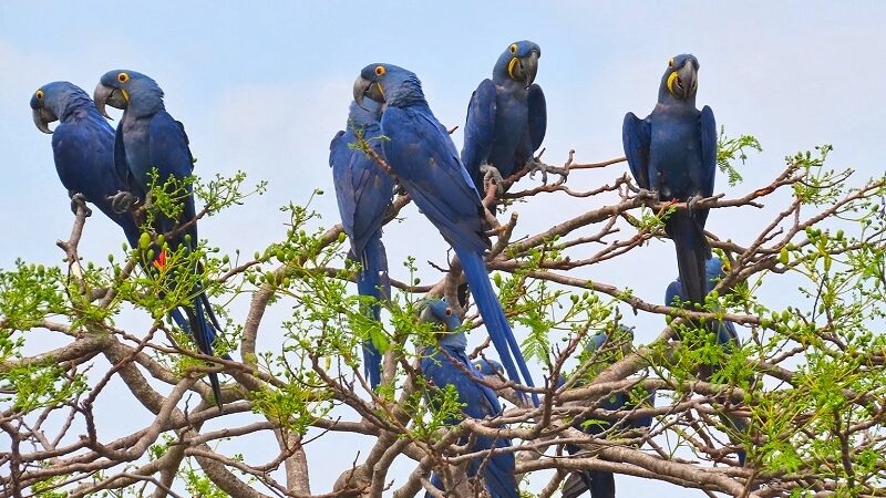 Arara-azul-grande é declarada animal símbolo de Mato Grosso do Sul
