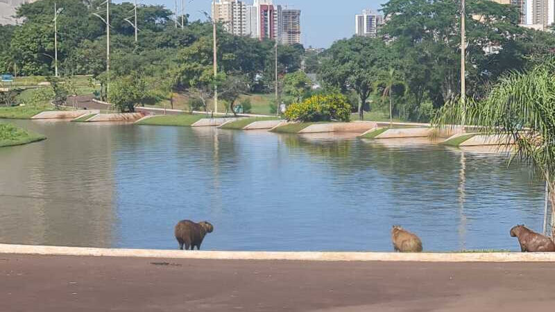 Semana será de tempo firme e variação térmica em Campo Grande e MS