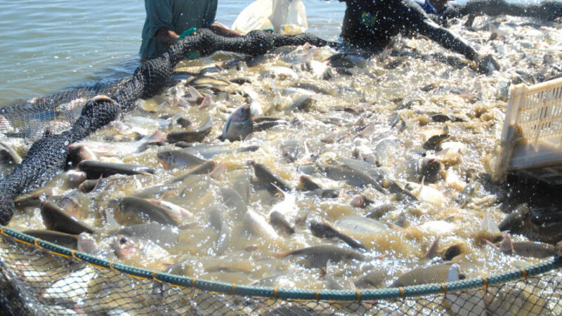 Tarifa de 50% dos EUA paralisa exportações de tilápia e pressiona mercado interno em MS