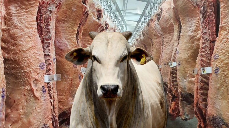 Suspensão de exportações para os EUA derruba preço do boi, mas consumidor ainda não vê carne mais barata