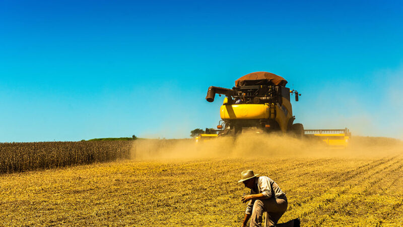 Estiagem acelera colheita do milho em MS, mas safra segue atrasada
