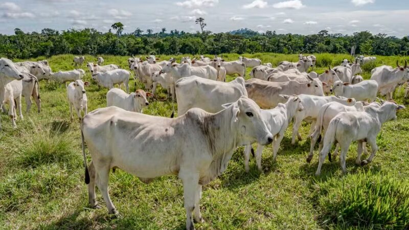 Boi gordo registra maior valorização do país em MS, mesmo com bloqueio das exportações para os EUA