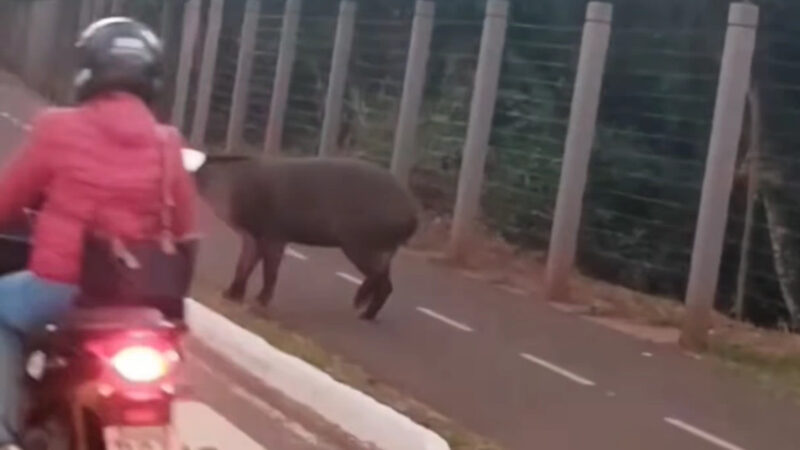 Motociclista assusta anta ao avançar sem reduzir velocidade no Parque dos Poderes, em Campo Grande