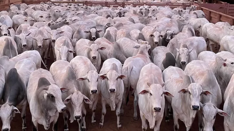 Boi valorizado: arroba pode atingir R$ 350 em MS, aponta Acrrissul