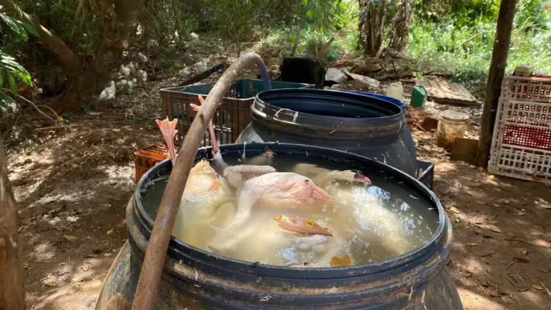 Abatedouro clandestino é fechado em Campo Grande; frangos tinham vermes e risco de superbactérias