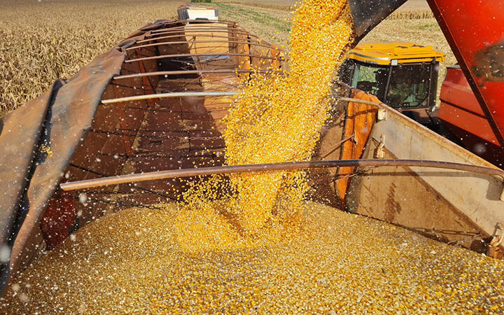 Safra de milho em MS revela contrastes: Chapadão do Sul lidera e Aquidauana tem menor produtividade