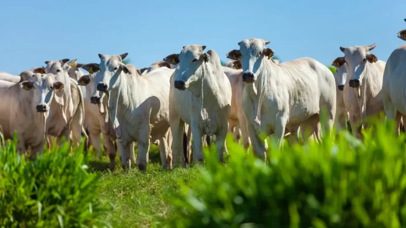 Cade aprova fusão entre Marfrig e BRF; nasce a gigante MBRF com faturamento de R$ 150 bi