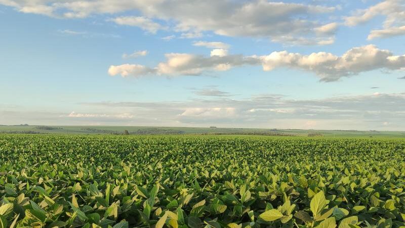 Maracaju lidera produção de soja em MS na safra 2024/2025