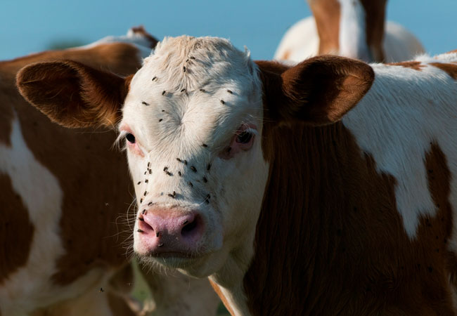 Mosca-dos-estábulos desafia pecuária e canaviais em MS