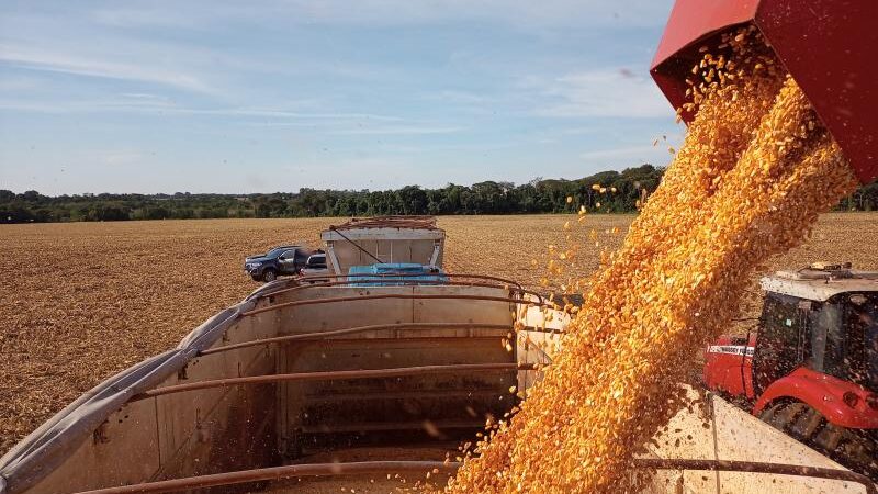 MS encerra colheita da 2ª safra de milho com recorde de 14,2 milhões de toneladas