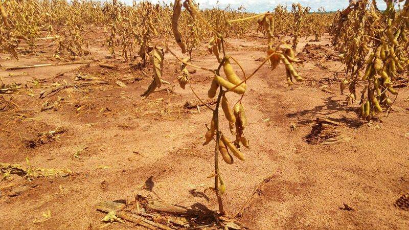 Estiagem e calor reduzem produtividade de soja e milho em Mato Grosso do Sul, aponta estudo da Aprosoja/MS