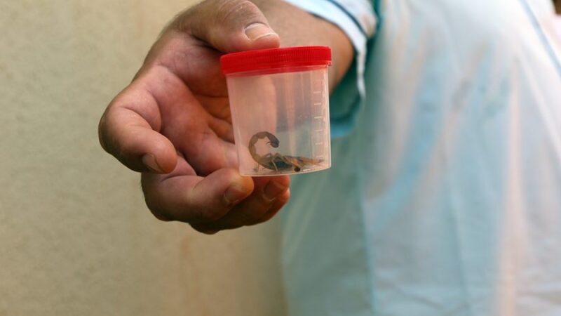 Criança é picada por escorpião dentro de creche municipal em Três Lagoas