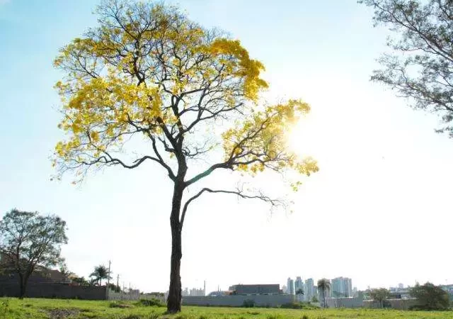 Frio atípico marca manhã em Mato Grosso do Sul com 9°C no Pantantal