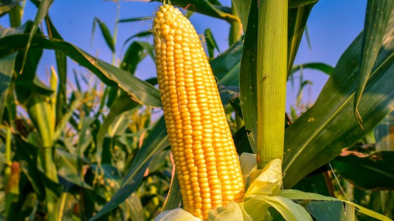 Embrapa lança biofungicida inovador com até 80% de eficácia contra fungos em soja e milho