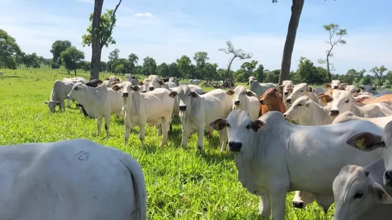 Pecuária de bovinos jovens garante lucro maior e impulsiona programa Precoce MS