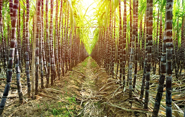 Safra de cana deve crescer 6,3% em Mato Grosso do Sul e chegar a 52,3 milhões de toneladas em 2025/26, aponta Conab