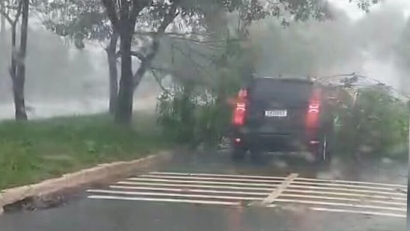Árvore cai sobre carro durante temporal na Avenida Mato Grosso, em Campo Grande