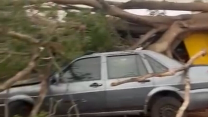 Árvore de grande porte cai sobre trailer e carro durante temporal em Campo Grande