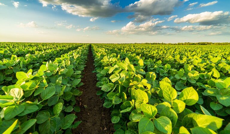 Plantio da soja em MS chega a 84,9% da área e aponta safra recorde de 15,2 milhões de toneladas